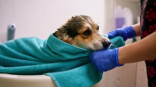 Corgi Dog Getting Towel Dried after Bath