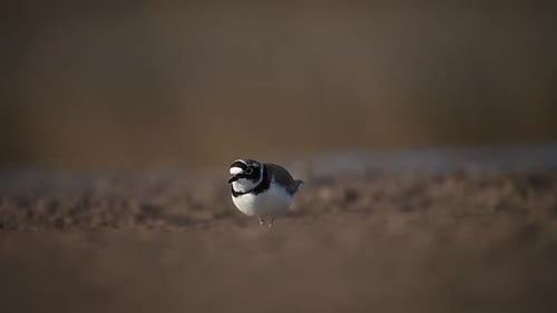 Little Ringed Plover Hunting insects in Muddy Area