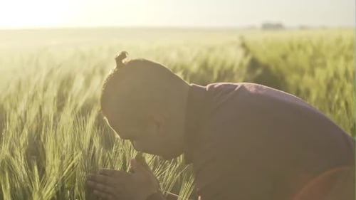 Happy Male Farmer Inspecting Rye Crops in Field on Sunny Day Slow Motion