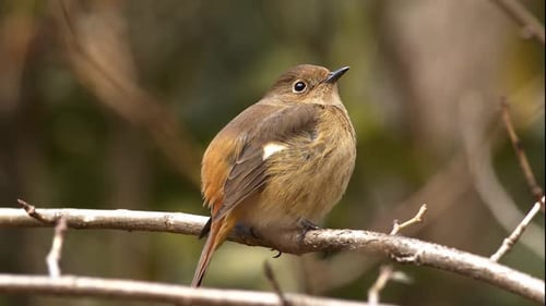 Daurian Redstart Regurgitating and Dispersing Seeds.