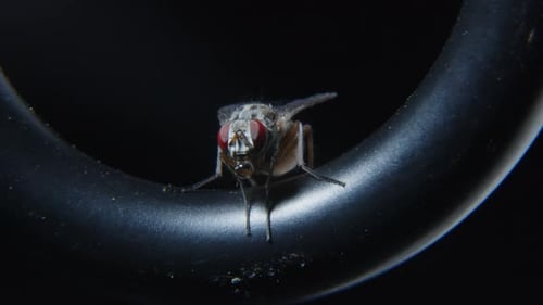 Detailed Close-Up of a Small Housefly