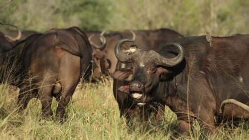 Una manada de búfalos del Cabo que se mueve y se alimenta en la larga hierba verde.
