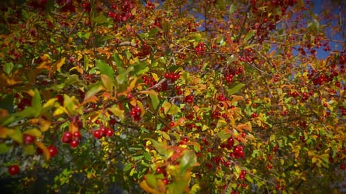 Tree In Autumn Foliage With Red Berry Fruits On Branches Blown By Cool Breeze. static, slow motion