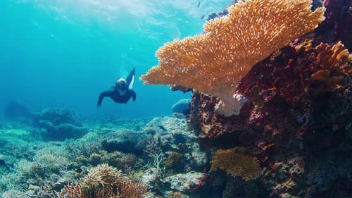 Freediving on the Reef with Fish Woman Freediver Glides Underwater and Watches the Healthy Coral