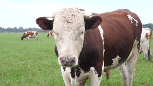 Cow Grazing on a Green Pasture