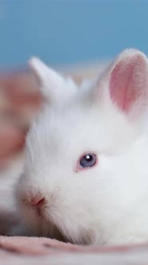 Close-Up of Adorable White Rabbit