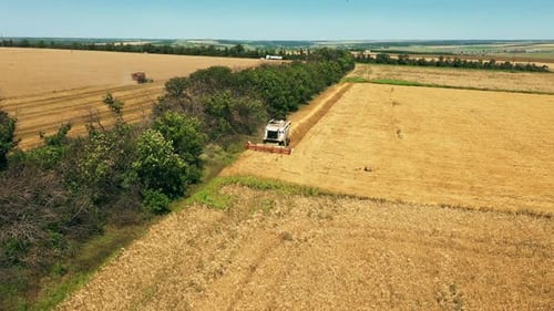 Aerial Drone View Harvester Working in Wheat Field Harvesting Combine Machine Cutting Cultivated
