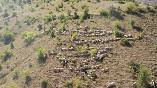 Vue aérienne d'un troupeau de moutons sur le flanc de la montagne