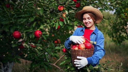 Cosecha de manzanas en un hermoso día soleado.