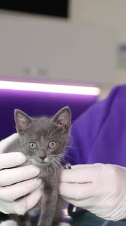 Kitten Held at Veterinary Clinic for Examination