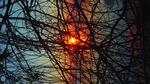 Branches Silhouetted Against Beautiful Sunrise