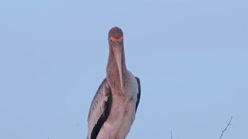Gros plan d'une cigogne peinte juvénile.