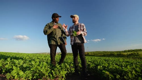 Two Diverse Farmers Walking on Soybean Field Discuss Harvest Crops