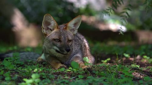 Fascinating slow motion footage of an inquisitive gray fox following its intent gaze, its captivatin