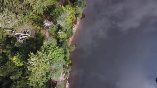 Aerial fly over a forest lake with green fir and spruce trees