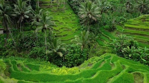 Rice Terraces and Traditional Houses in Village on Bali Island Indonesia