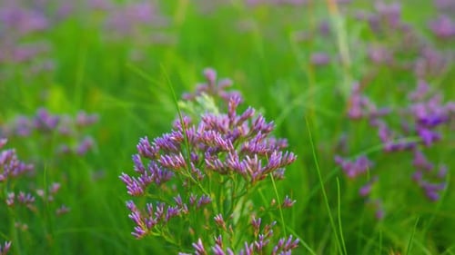 lila Blumen, Feld im Wind. gutes Filmmaterial für Musik, Lyrik, Illustration. Wunderschöner Blumengarten