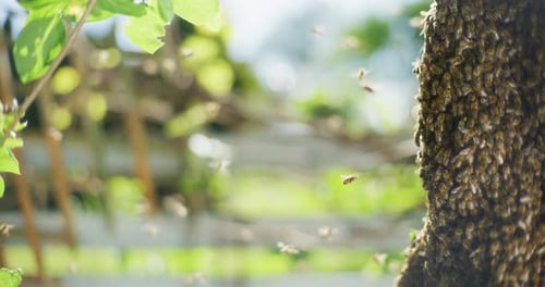 Close Shot of Bees Around Bee Hive