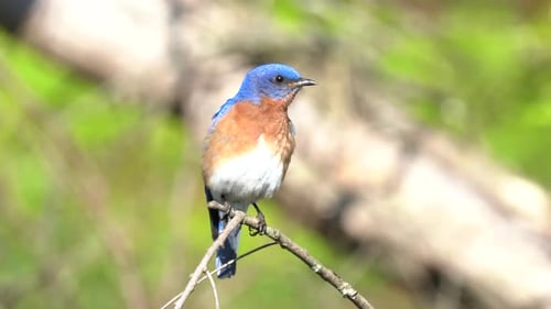 Ein östlicher Blauvogel, der draußen auf einem kleinen Ast sitzt.
