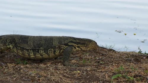 Monitor lizard by the water's edge in natural habitat