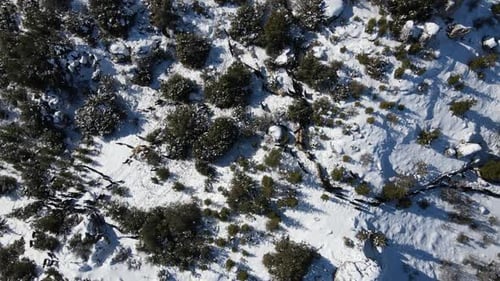 Herd Goats Grazing