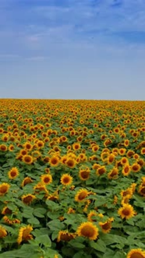 Beautiful sunflowers in bloom. Flying drone over the endless seed flower plantation.