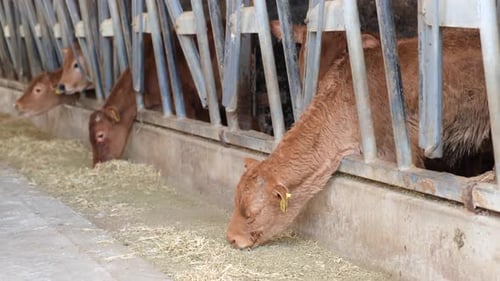Cows Eating Feed In Barn