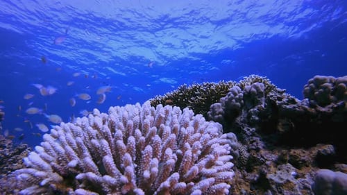 Tropical Blue-Green Chromis Fish