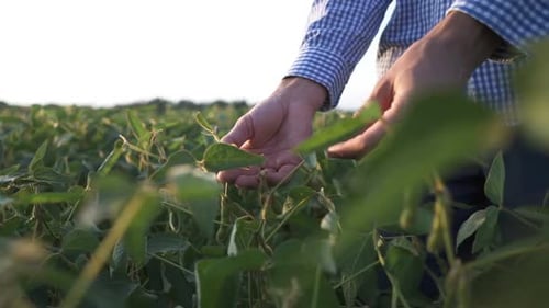 Agronomist Inspecting Soya Bean Crops Growing in the Farm Field