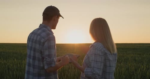A Couple of Farmers Work in a Wheat Field Where the Sun Rises Use a Tablet