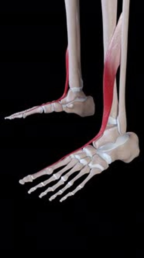 Human Foot and Leg Anatomy 3D Medical Animation