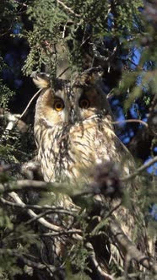 Long-eared Owls Perched in a Tree