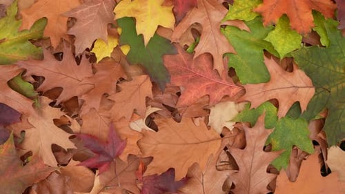 Colorful Autumn Leaves Close Up Background