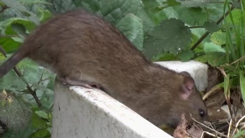 Brown Rat Eating in a Natural Setting