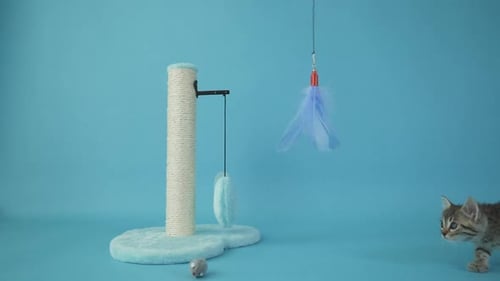 Gray and White Kitten Playing with Toy Slow Motion Studio Shot of a in Front of a Blue Background