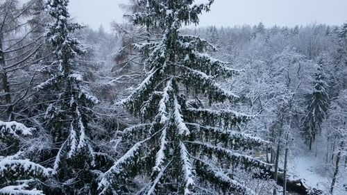 Drone slowly flying through winter coniferous forest showing a close view of fir tree branches coved