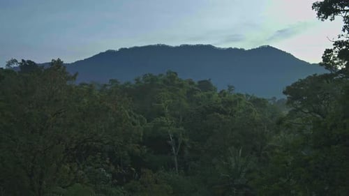 Misty Mountain Forest in Early Morning