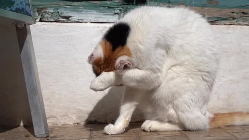 Cat Washes on the Street