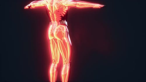 Digital Illustration of Muscular System