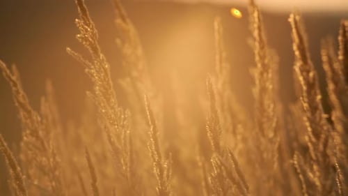 Sonnenaufgang über der Wiese