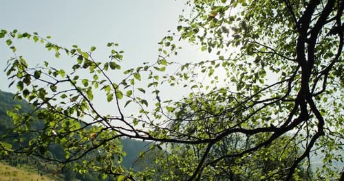 Sonnenlicht scheint durch Birkenzweige mit grünen Blättern und Linsenlicht, Sommer-Naturszene