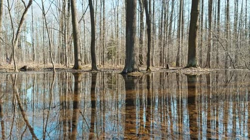 the Reflection of Trees on the Water the Surface of the Water in the Pool in Park Sun Reflection