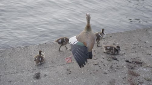 Erwachsene ägyptische Gans mit Gänschen am Wasser in der Abenddämmerung, familiäre Verbundenheit, ruhige Umgebung