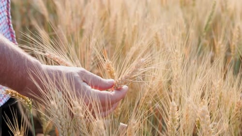 Close Up of the Caucasian Male Hand of the Farmer Touching and Caressing Spikes of the Golden Wheat