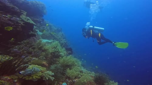Scuba Diver Exploring the Deep Ocean with Healthy Coral Reef in the Philippines