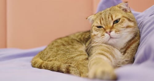 Relaxed Tabby Cat Lounging on Bed Pillow