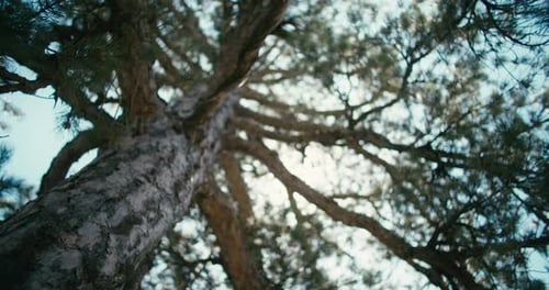 Towering Tree Trunk and Branches with Sunlight
