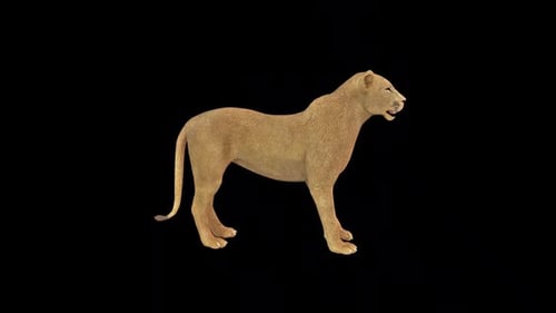 Wild Lion Idle