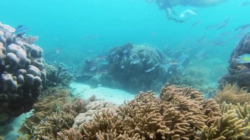 Ocean, underwater and person with scuba diving by coral reef, research or sustainable marine