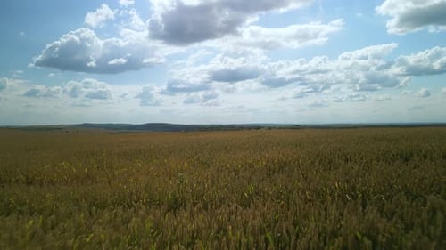 Wheat field aerial view in Ukraine
